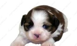 This Tricolor puppy is one of a litter of 3 babies, born 10-7-12 . It is offered with Limited AKC. All our puppies are sweet, home raised, well socialized babies. all of the terms and conditions on our Website www.AEQST.com . Full AKC available to the