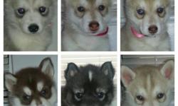 We will be having a litter of AKC Siberian Husky puppies this year. We are anticipating their arrival sometime around August, which will make them ready for their new homes in October at 8 weeks old. We will be able to narrow down exact dates as it gets