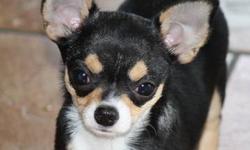 Eddie is a sweet little guy with a great personality. He was born 12-18-2012 and is up to date on his shots,wormed and dewclaws removed.Both of his parents are Champions! Eddie will be around 5.5 lbs when grown. He is being offered as a pet only for $550