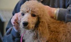 AKC, Vaccinated, Dewormed, nearly 100% potty trained(great through the day needs to be crated at night). Affectionate, calm, beautifull puppies. They have been groomed a few times already, very well socialized, the perfect pet. Standards poodle are the