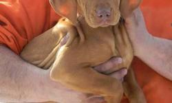 Female Vizsla Puppy, Last one left, PRICE REDUCED THIS WEEKEND ONLY!
DOB 11/18/12, 11 Weeks old Now. Pups are AKC Registration, Tails Docked and DewClaws Removed, Vet Checked, Health Certificate, First and Second Shots, and Worming. Puppies are Well