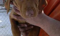 MALE VIZSLA PUPPIES, PRICE REDUCED THIS WEEKEND ONLY!
DOB 11/18/12, 11 Weeks old Now. Pups are AKC Registration, Tails Docked and DewClaws Removed, Vet Checked, Health Certificate, First and Second Shots, and Worming. Puppies are Well Socialized with