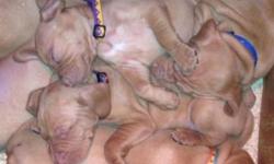 Vizsla Puppies, Males and Females available, AKC Limited Registration, Will be Vet Checked, Health Certificate, Tail Docked and Dew Claws removed. First Shots and series of De-Worming. Also included is puppy kit, with Starter Food. Well Socialized with