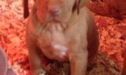 AKC Vizsla Puppies, Male and Female puppies available for deposit. Pups come with AKC Limited Registration, Tails Docked and Dew Claws removed. Vet Checked, with Health Certificate, First Set of puppy Shots, series of de-Worming, and Micro-chipped. Also