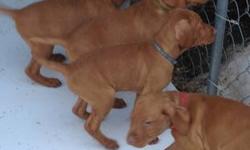 4 Male VIZSLA PUPPIES LEFT,
DOB 11/18/12, 9 Weeks old Now. Pups are AKC Registration, Tails Docked and DewClaws Removed, Vet Checked, Health Certificate, First and Second Shots, and Worming. Puppies are Well Socialized with other dogs, cats and childrens.