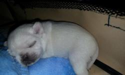 I have a unique litter of silver/white pug puppies available. We have 2 silver/white and 1 white pug male puppies available.
They are amazing. My parents have been eye tested and pda tested as well.
My babies are treated liked our children. They are pre