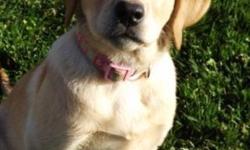 Sadie is a beautiful AKC registered yellow female lab.Raise in home environment, socialized and handled from a young age.Mother Winnie , a cream yellow( Winnie's grandparents are Champion )and Red Rider, a fox red( Rider's father is championed titled)Both