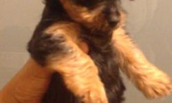 Teacup / Toy Yorkie Puppies
AKC / DRA
Beautiful Baby doll faces / Big Brown Eyes / Excellent Thick Quality Fur
10 weeks old
Have been fed a high quality diet
BOTH PARENTS ON PREMISES
Have been well socialized / raised in an in home setting with other
