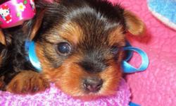 AKC Yorkie puppy, Gorgeous Male, Champion Bloodline, Born on 4/22/14. Dad is 4 lbs., and Mom is 5.5 lbs. With all my puppies you will get a vet check, health certificate, first puppy shots, wormed, AKC registration application (pet only). Ready to go