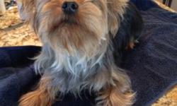 Very small one year old male Yorkshire Terrier available with full AKC registration papers and full breeding rights still in tact. Excellent disposition, well trained, very small, 6 lbs, very nice features, short legs, short body, small ears and nose.