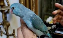 Parrotlets with Leg band & Hatch Certificate. Ideal for condos or Apartment living,beautiful color, healthy, tame with a lot of personality, capable of speech, quiet called "Apartment birds", Giving support and wings clipped if u desire. ***** text me if