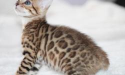 I have beautiful Bengal kittens for sale. They are all registered in TICA .Bengal kittens are very active,intelligent,and loving. Bengals are also lovers of water. They are also extremely sociable and friendly and they considered very dog like. They even