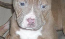 "Pit bull puppy that needs a home. She is dewormed and have first shots. dad has purple ribbon bloodline.aggression.Goin to be nice size. She loves kids and love to play