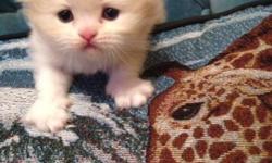 Amazing Scottish fold kittens!!!2 left!!! potty trained, very palyful.will be ready within 3 weeks.