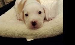 ***I NEED TO FIND A HOME ASAP**
I am looking for a loving home for my 7 week old puppy Nala to go to. I would love to keep her and it is very hard for me to sell her but I do not have enough room in my apartment. She needs an owner that plans on having
