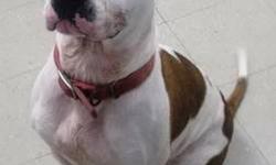 American Bulldog - Ava - Large - Young - Female - Dog
If you are looking for a big dog that is loveable and easy going, that's me! When it's play time I usually just roll on my back and bathe in the sun. I am very smart and know sit, shake, and lie down.