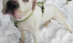 American Bulldog - Lady - Large - Adult - Female - Dog
Lady is a big, beautiful, 4 year old, white American Bulldog mix. She has the prettiest blue eyes! Lady is a sweetheart who is a little shy at first. She is deaf, so she will need a patient family who