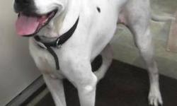 American Bulldog - Pete - Large - Young - Male - Dog
When I came here, I was a little shy for the first few weeks. I'm over that now. Nothing like charging about with a bunch of pals to break the ice and get things going. I did not receive a sophisticated