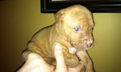 American bulldog / rednose puppies. Father is the bulldog , he's a pure nkc bulldog with champion blood lines, he is very big weighs 130lbs. mom is a 50-60lb rednose pittbull. Both dogs great with kids, I have a 1 an a 4 yr old.
5 female left, $300 will