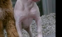 American Bulldog - Trixie - Medium - Baby - Female - Dog
Trixie was born on 09/09/2012 Trixie is a puppy store interception.. Trixie is a stunning American Bulldog with the sweetest, gentlest personality. ! Come down and meet her today, Trixie will be