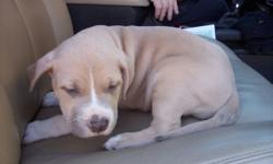 pure breed registered 9 wk. old male American bullie puppy tan with four white socks utd. on shots