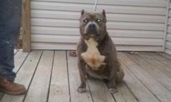 I have a blue brindle female American bully for sale call or text for more info (631) 276-8276