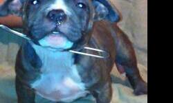 I HAVE 2 BEAUTIFUL MALES ND 1 FEMALE FOR SALE THEY R OFF MY BOY 1-2LIVEBULLY CAMP KING SOSA X 1-2LIVEBULLY CAMP JAYDA...(3X KING SPADE X PEEWEE) THESE R SM OF THE BADDEST PUPS AROUND THEY R VERY SHORT WITH CRAZY HEADS ND BONE THEY R 80% GOTTI 20% EDGE
