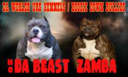 3 male puppies available out of abkc grch k.o. da beast x zamba pups are looking like lil bulls already , 100% razors edge heavy roc n ruby blood . puppies will be up to date on shots by the time the ready to go to their new homes