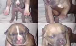 American Bully Puppies For Sale
They was born 2/15/2015 , Both Parents Razors Edge & Gotti line
Sire: Gangland Projek Rockstar
http://www.bullypedia.net/americanbully/details.php?id=162409
Dam: WAWBullies Heaven
They will be Short and stocky just like