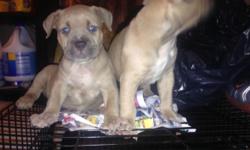 American Bully puppies , Only 2 Females left , Razors edge & Gottiline bloodline , Contact me 347-524-8165
This ad was posted with the eBay Classifieds mobile app.