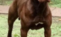 I have a beautiful litter of American pitbull terrier pups. Real rednose pitbulls no bully!
Pure American pitbull terrier the way this breed is supposed to be!
These are the true oldschool nanny dogs.!
Pups will come with first set of shots dewormed and