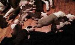 10 red nose puppies 2 weeks old , 400 and up 7 boys 3 girls
This ad was posted with the eBay Classifieds mobile app.