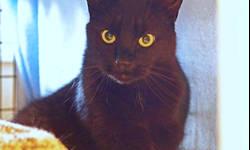 American Shorthair - Licorice - Medium - Adult - Male - Cat
All HSLC cats have been vet checked and have tested negative for Feline Leukemia and FIV. They are all up to date on vaccines and all adult cats are spayed and neutered. Kitten adopters must