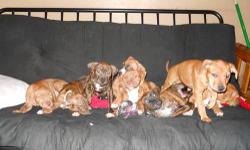 8 pups, 6 boys, 2 girls very pretty born oct 31 2012 still little they need good homes paper trained parents on premises contact 315five3four5four8six