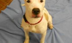 American Staffordshire Terrier - Dillon - Large - Young - Male
Dillon is an 12 month old mixed breed male. He takes his treats very gently, loves people and is an all around playful puppy. Please stop by to see Dillon! Update: Dillon has been neutered.