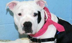 American Staffordshire Terrier - Ellis - Medium - Young - Male
Hi, I?m Ellis. I?m a real people pleaser. That?s my very favorite thing to do! If you want a friend who will love you unconditionally, that?s me. I?m good with other dogs and cats and even
