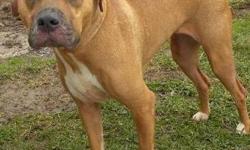 American Staffordshire Terrier - Sophie - Large - Adult - Female
Sophie is a beautiful, 4 year old, tan and white American Staffordshire Terrier mix. She is sweet and loving but shy in new situations. Once she trusts you, she is ready to cuddle!
