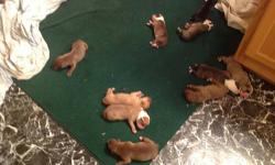 Puppies just born ready to go in 8 weeks with first shots and dewormed. Father is APBT and mother is half APBT and half American Bulldog. Puppies are only a couple days old in pics. Puppies are family raised and parents are both family dogs, good with