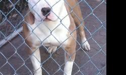 She is very loving, playful and has awesome markings. Her name is Sparkle and she has been in a great home since day one. She is 7 months old. She gets along with other dogs and is very friendly with children. She does not use the bathroom in the house