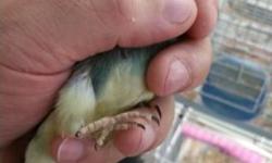 A.J-AVIARY
Hi, I have some baby aqua blue split ino scarlet chested parakeets white chest and salmon chest. pictures are of parents and some new baby Pictures. Mom is Creamino Dad is Aqua Blue Turquoise Split ino.
theseÂ are very rare to come by in the