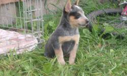ONLY 3 MALES LEFT. All puppies will be de-wormed, have their first shots and come with a vet. health cert.. Both mother and father live here on the farm. Father is working cattle dog, mother is pet. The heeler's are a great kid dog, they love to play, do