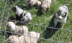CKC australian shepherd puppies. farm family raised very well socialized. all vaccines and worming current. $400 each red tri boys. Born Aug 18th BOYS ONLY