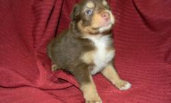 Galaxy is a red tri female with nice flashy copper.. She is the biggest girl in our litter and has nice thick bones.
The babies were born July 29, 2014.They will be AKC and ASCA registered but the papers will be limited for $650.00. If you are interested