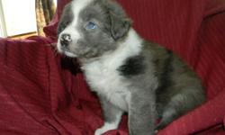 Thanos is a fluffy love!! He has a great gentle temperament..
The babies were born July 29, 2014.They will be AKC and ASCA registered but the papers will be limited for $650.00. If you are interested in showing, or breeding then the price is $850.00. We