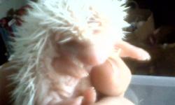 There are two baby albinos. Ready for new homes
I also sell complete cage set ups.
914-466-0312