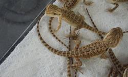 I have 16 baby bearded dragons that are 5 weeks old.
I am selling them at $20. each or $250. for the entire clutch.
I will also have 9 more ready in 4 weeks.