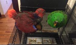 I have one baby male Eclectus and one baby female eclectus. The male is 12 weeks old eating formula twice a day. The female is 8 weeks old eating formula three times a day. They are not related. Both very friendly. Asking 1100 each or buy the pair for