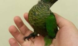 Hi, I have a few baby green cheek conure for sale, they are 4-6 weeks old and are required to be handfeed 2-3 times a day. Each one are $ 175. I will provide you with a week worth of food and a syringe to get you started. I will also show you how to