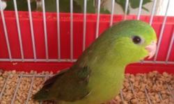 BABY GREEN RUMP PARROTLETS AVAILABLE RARE!!!
3 FEMALES ARE AVAILABLE FOR THE PRICE OF $200 EACH OR TAKE ALL THREE FOR 500. SUPER CHEAP PRICES NEVER SEEN ON GREEN RUMPS. THESE BIRDS USSUALLY SELL AT THERE LOWEST FOR $250-$300.
SHIPPING IS AVAILABLE FOR
