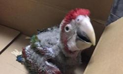 I have one baby greenwing macaw available. He is now 6 weeks old eating formula 3 times a day. Asking $1700. Looking to sell unweaned.
For more information contact me via email text or call 516-418-6481